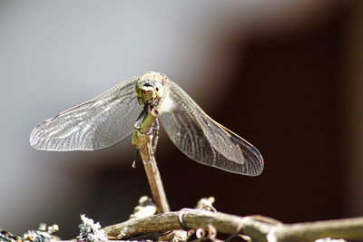 Close-up of dragonfly on twig