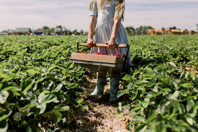 Girl holding bucket full of fresh strawberries in strawberry field