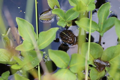 Close-up of wet leaves