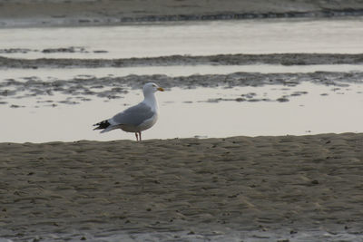 Seagull on beach