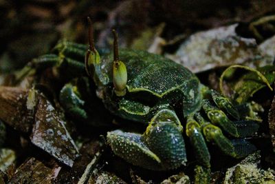 Close-up view of an animal