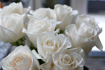 Close-up of white roses