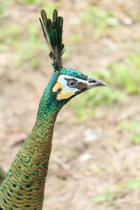 Close-up of peacock