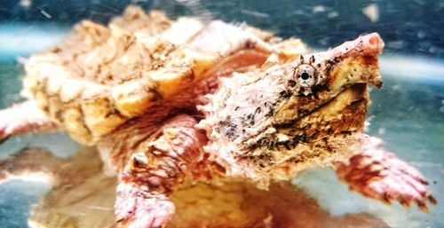 Close-up of fish swimming in sea