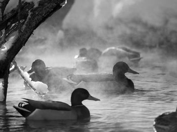 Swan swimming in lake