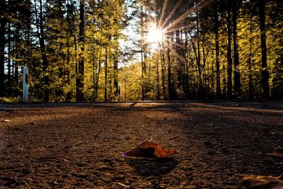 Trees and dry leaves in forest against bright sun