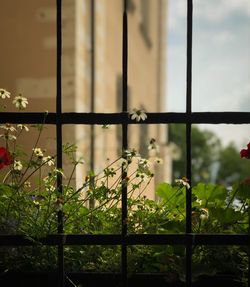 Close-up of plants seen through window