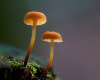 Close-up of mushroom growing on field