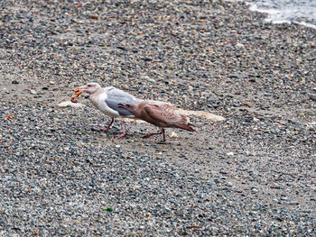 Close-up of seagull on sand