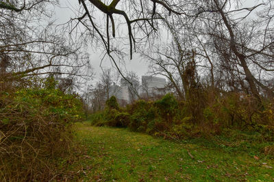 Low angle view of trees on landscape against sky