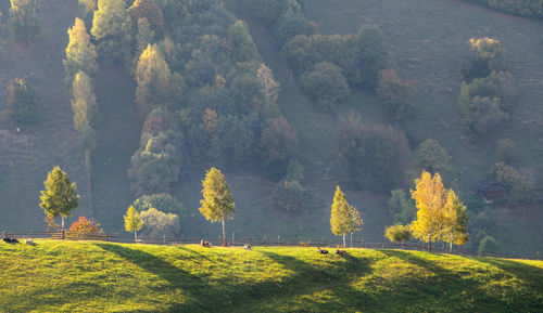 Beautiful light through the trees