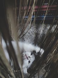 High angle view of a cat