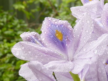 Close-up of water drops on purple flower