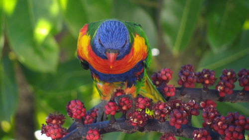 Close-up of parrot perching on flower