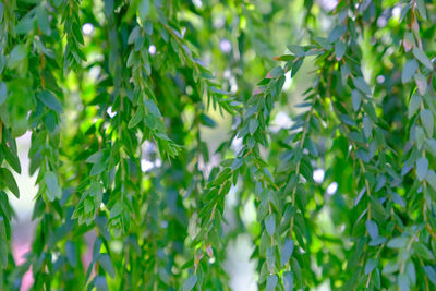 Close-up of fresh green plant