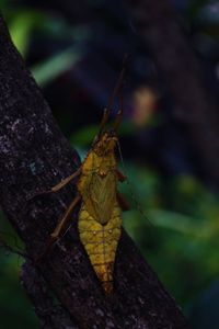 Close-up of insect on tree trunk