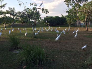 Swans on field against sky