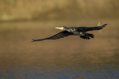 Cormorant flying above the water, the drava river