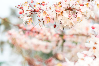 Close-up of pink cherry blossom