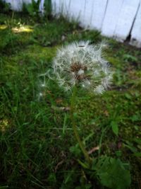 High angle view of dandelion on field