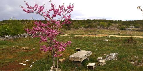 Pink flowering tree on field against sky