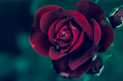 Close-up of rose against blurred background