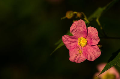 Close-up of flower blooming outdoors