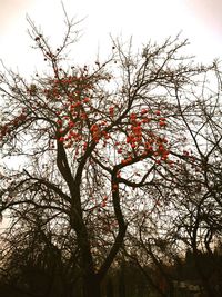 Low angle view of tree against sky