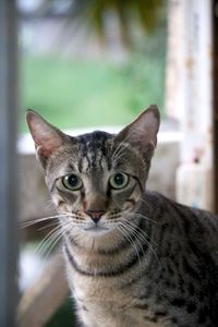 Close-up portrait of cat