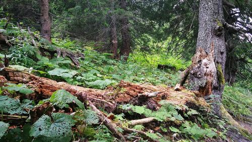 Moss growing on tree trunk in forest