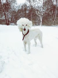 Dog on snow field during winter