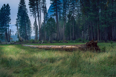 View of trees in forest