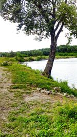 Trees on lakeshore