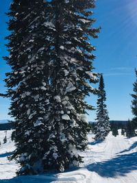 Pine trees on snow covered land against sky