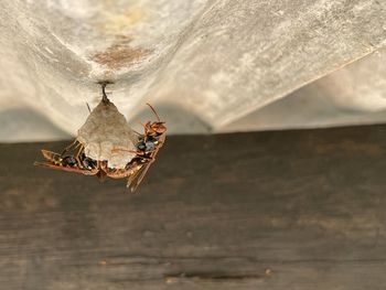 Close-up of spider