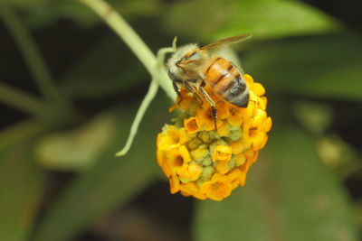 Bee collecting pollen from yellow flower
