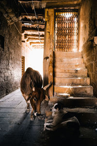 Cow and dog by steps in built structure