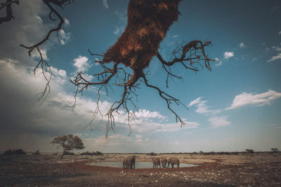 View of a tree on field against sky