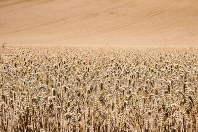 Scenic view of wheat field