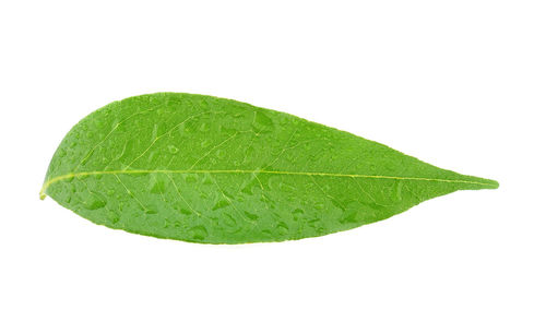 Close-up of green leaf against white background