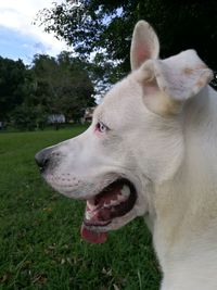 Close-up of dog against sky