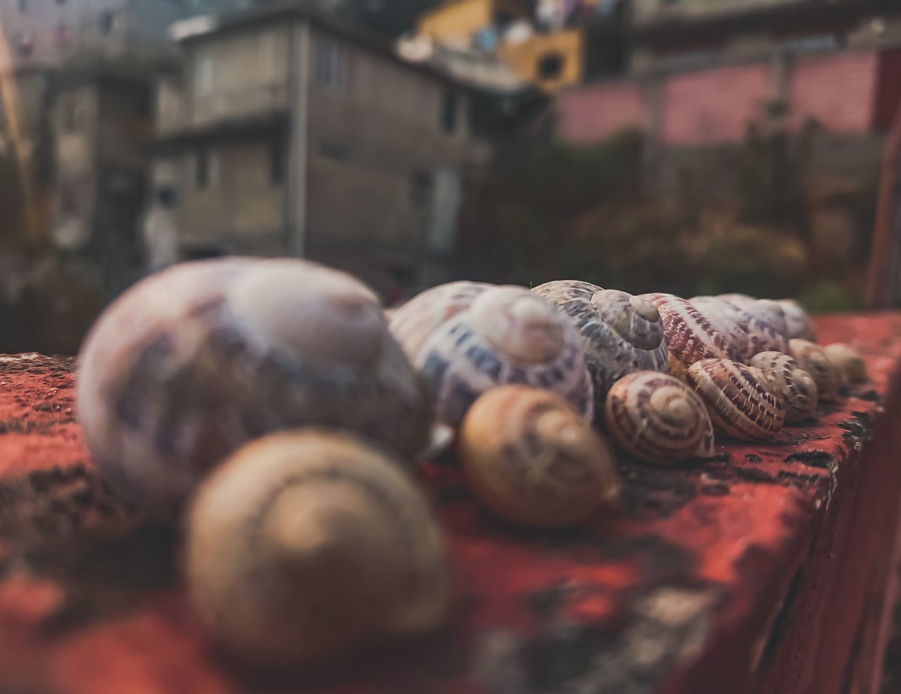selective focus, close-up, no people, food and drink, food, still life, indoors, shell, animal, animal shell, freshness, animal wildlife, day, animal themes, healthy eating, container, choice, for sale, wellbeing, marine