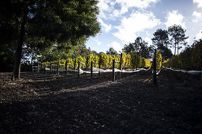 Trees growing on field against sky