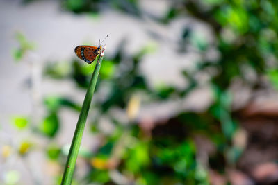 Close-up of butterfly pollinating flower