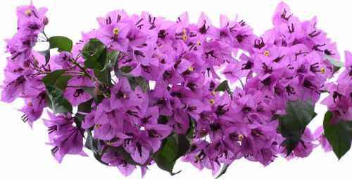 Close-up of purple flowers against sky