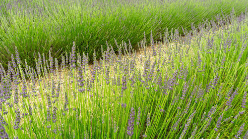 Purple petals of lavender young bud flower blossom in row at a field 