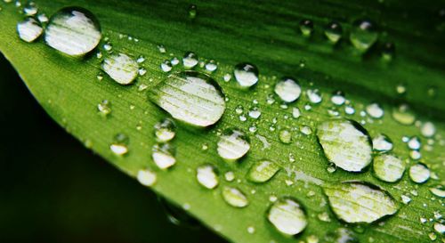 Close-up of water drops on leaves