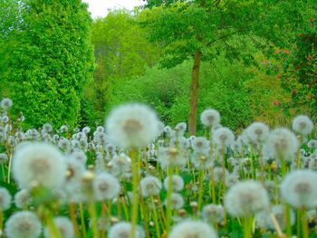 White flowers growing in park