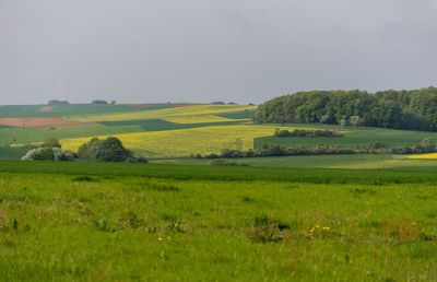 Scenic view of agricultural field against sky