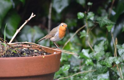 Close-up of bird perching on plant